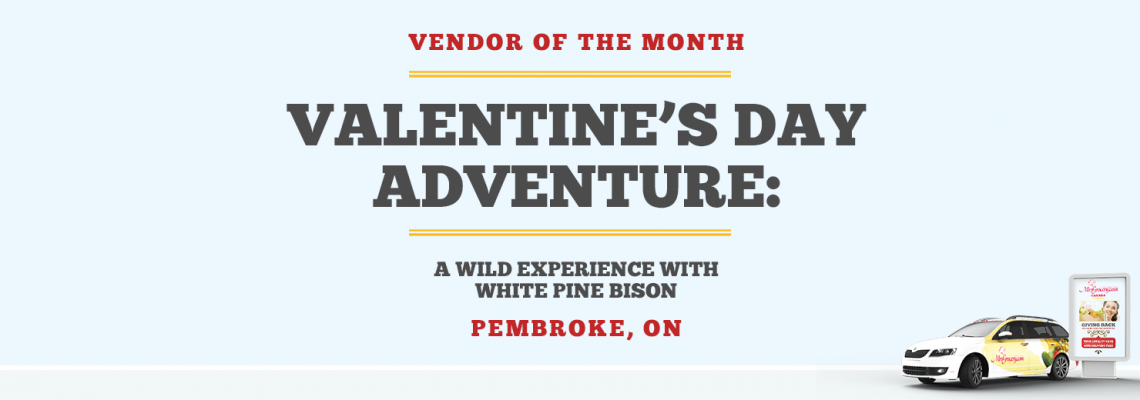 Valentine’s Day Adventure: A Wild Experience with White Pine Bison Valentine’s Day Adventure: A Wild Experience with White Pine Bison